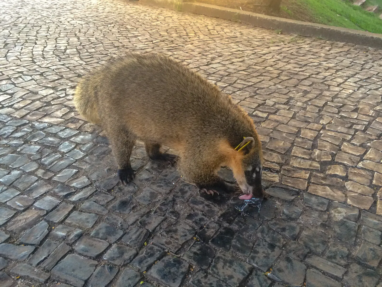 A Quatis at Mangabeiras Park