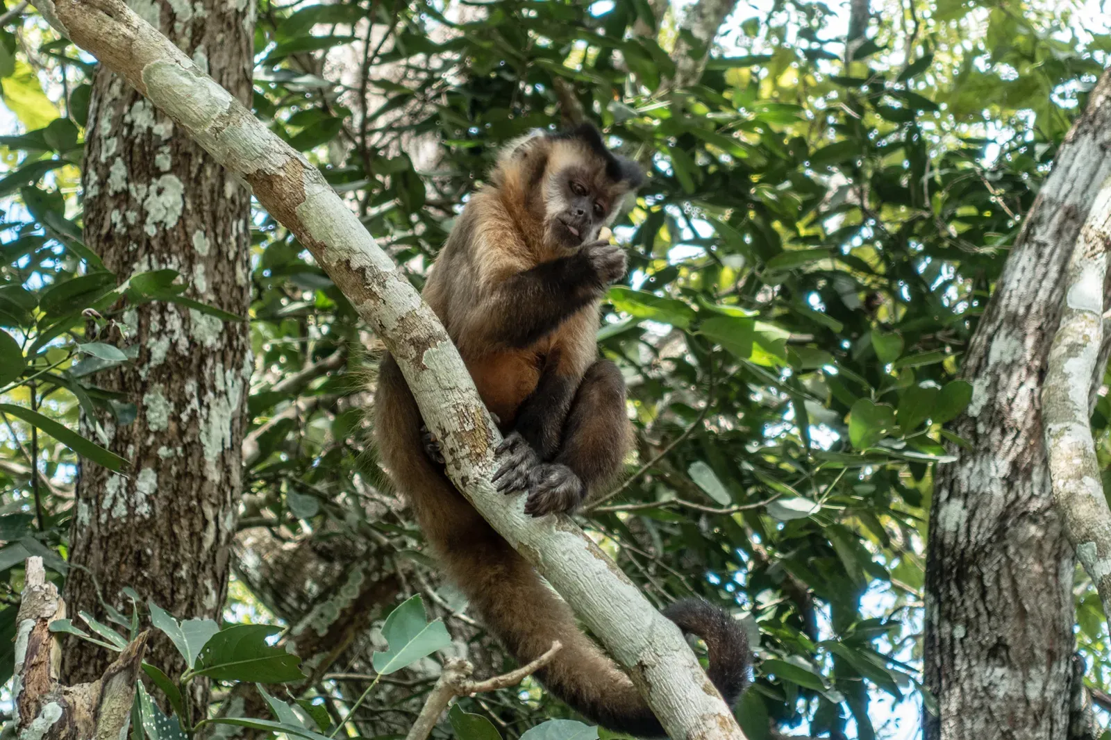 Monkey at Balneario Municipal