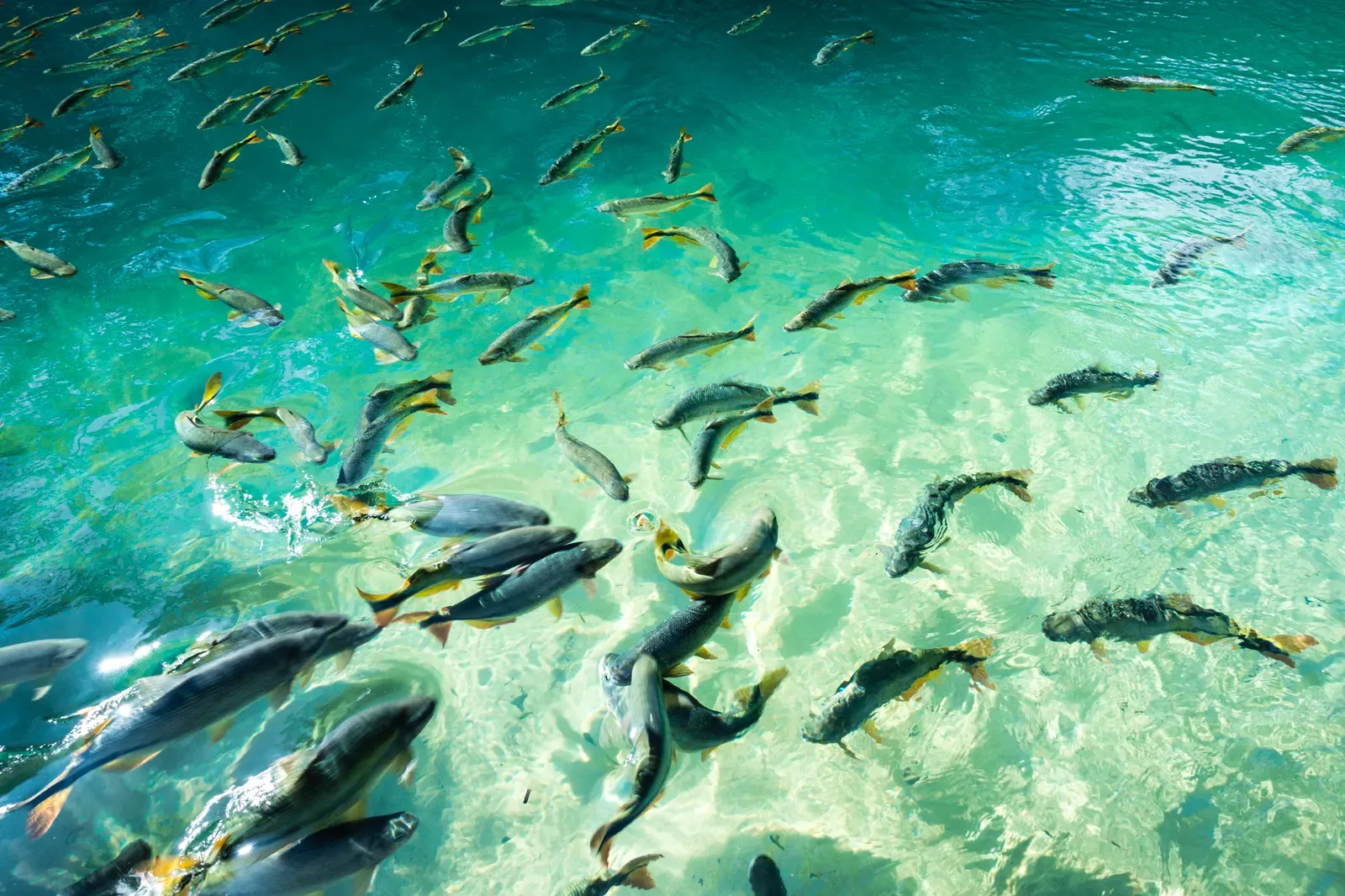 Feeding the fish at Balneario Municipal