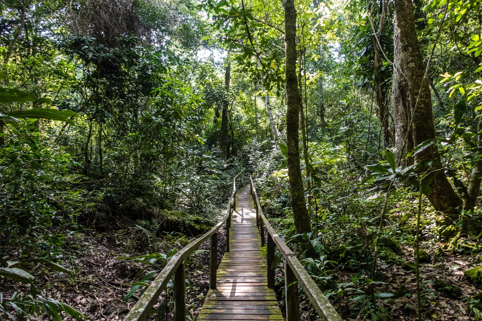 Forrest trail in Estancia Mimosa
