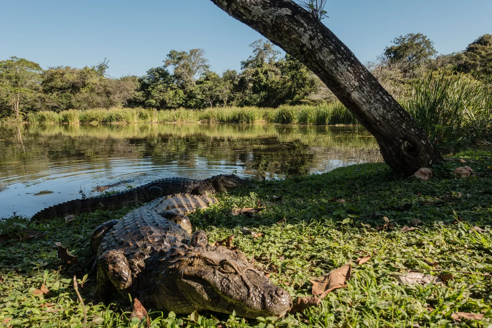 Caiman at Estancia Mimosa