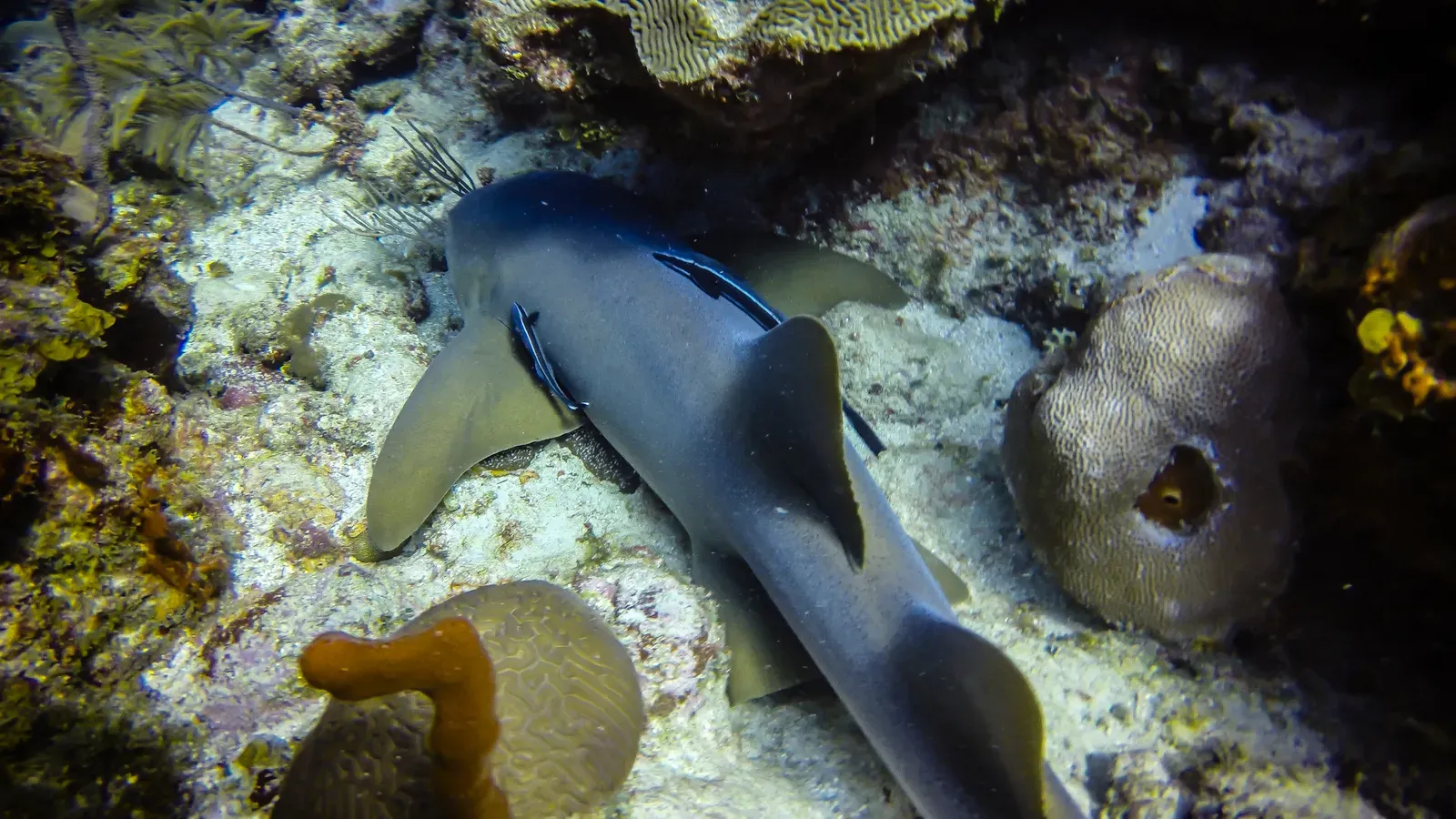 Baby Nurse Shark
