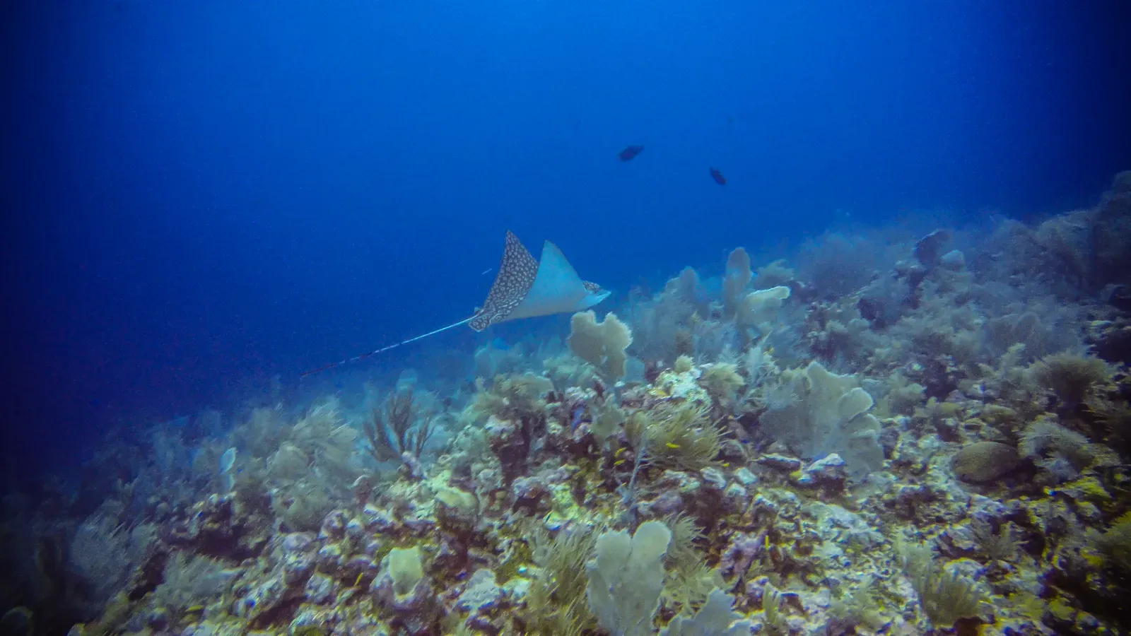 Eagle Ray