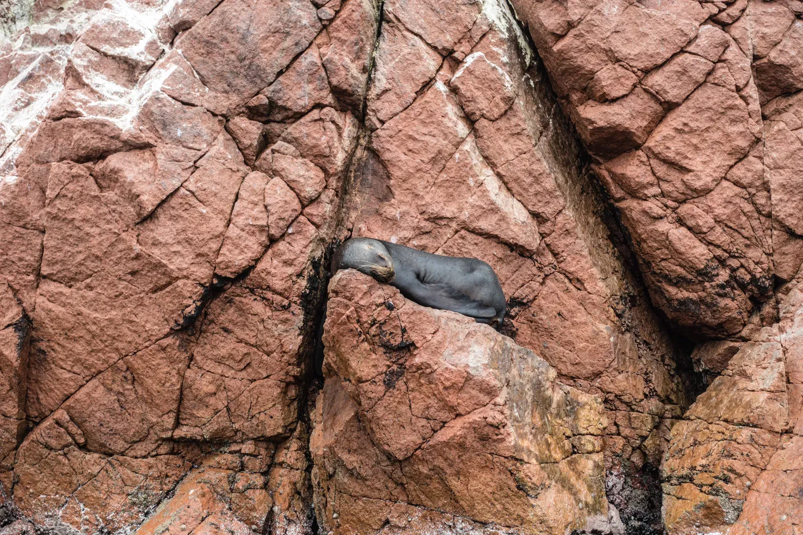 Sea Lion at Ballestas Islands