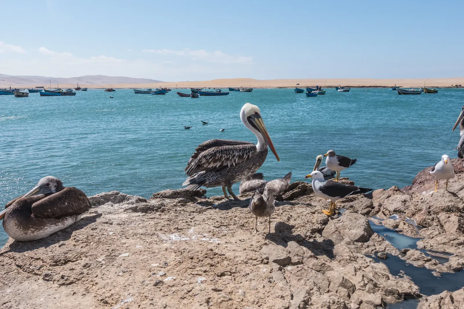 Paracas National Park