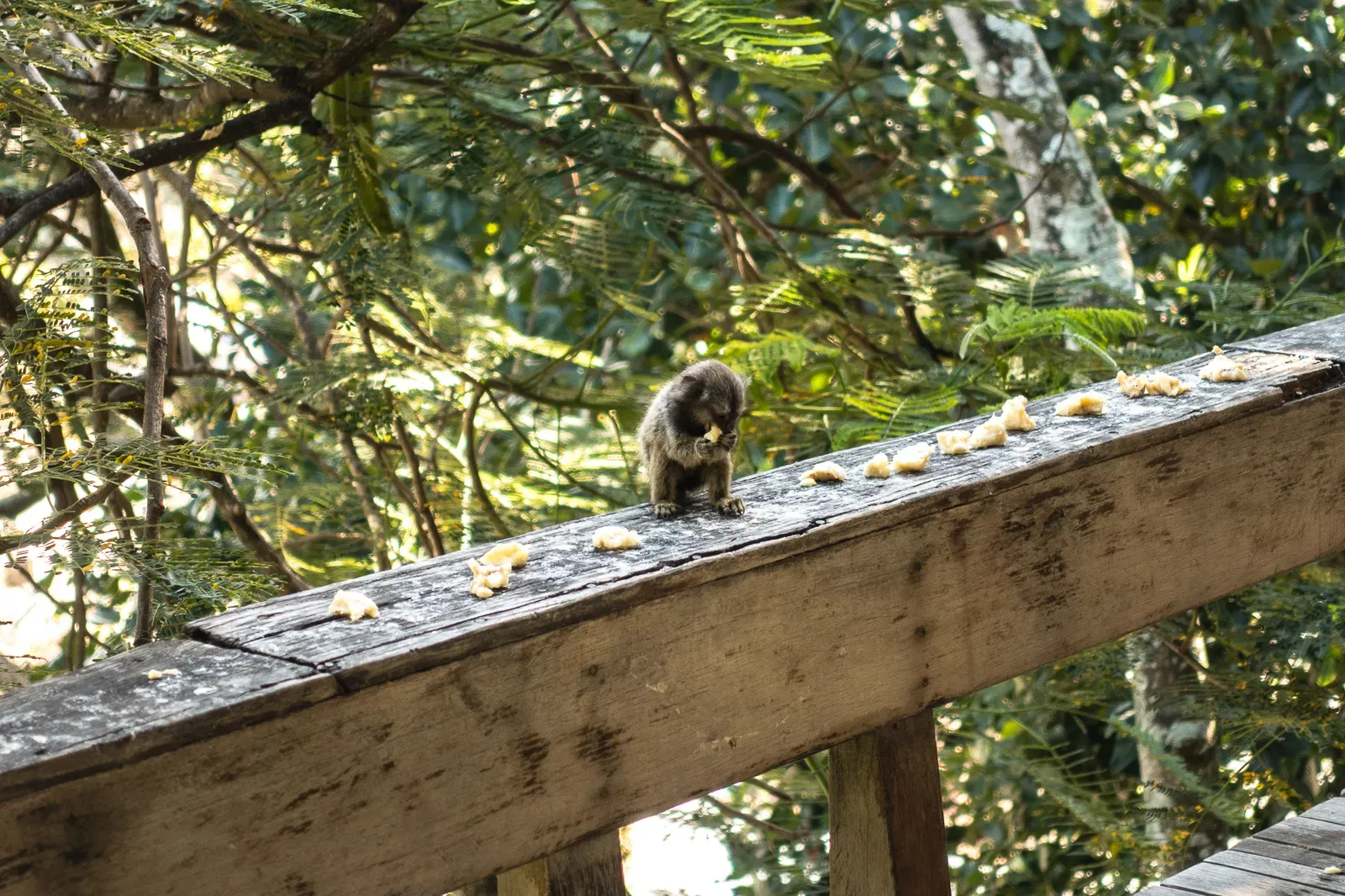 The monkeys eating breakfast at our hostel