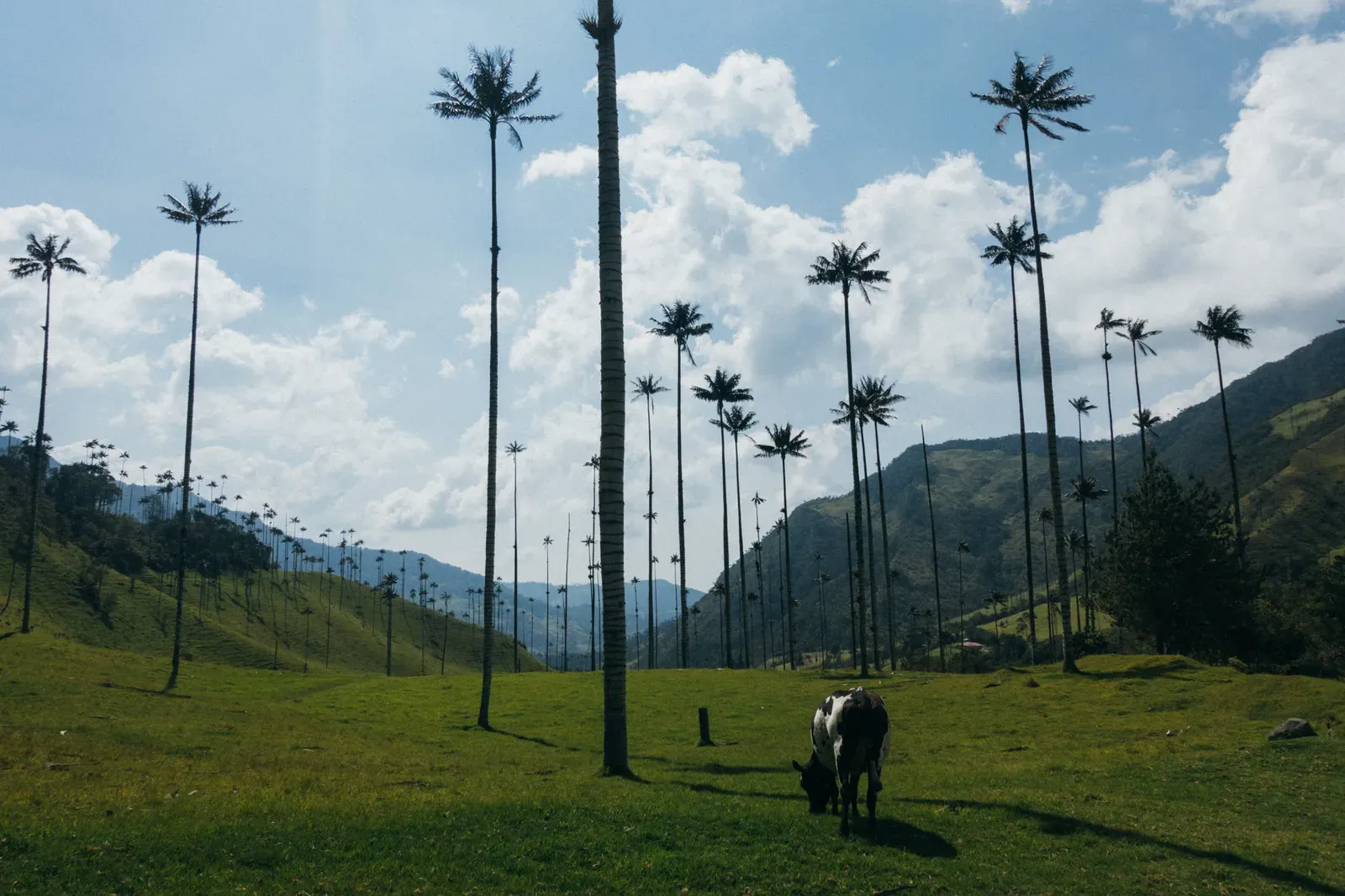 Valle de Cocora