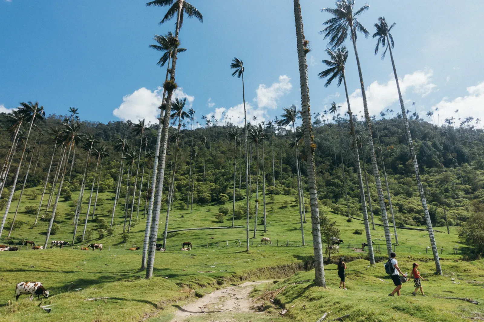 Valle de Cocora