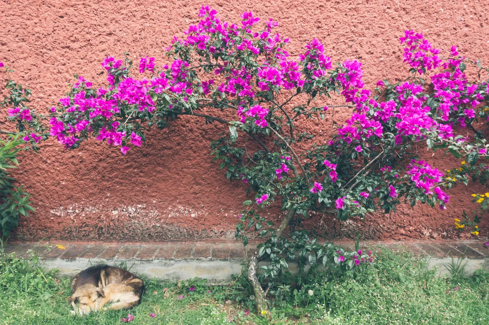 The Mayan Medicine Museum