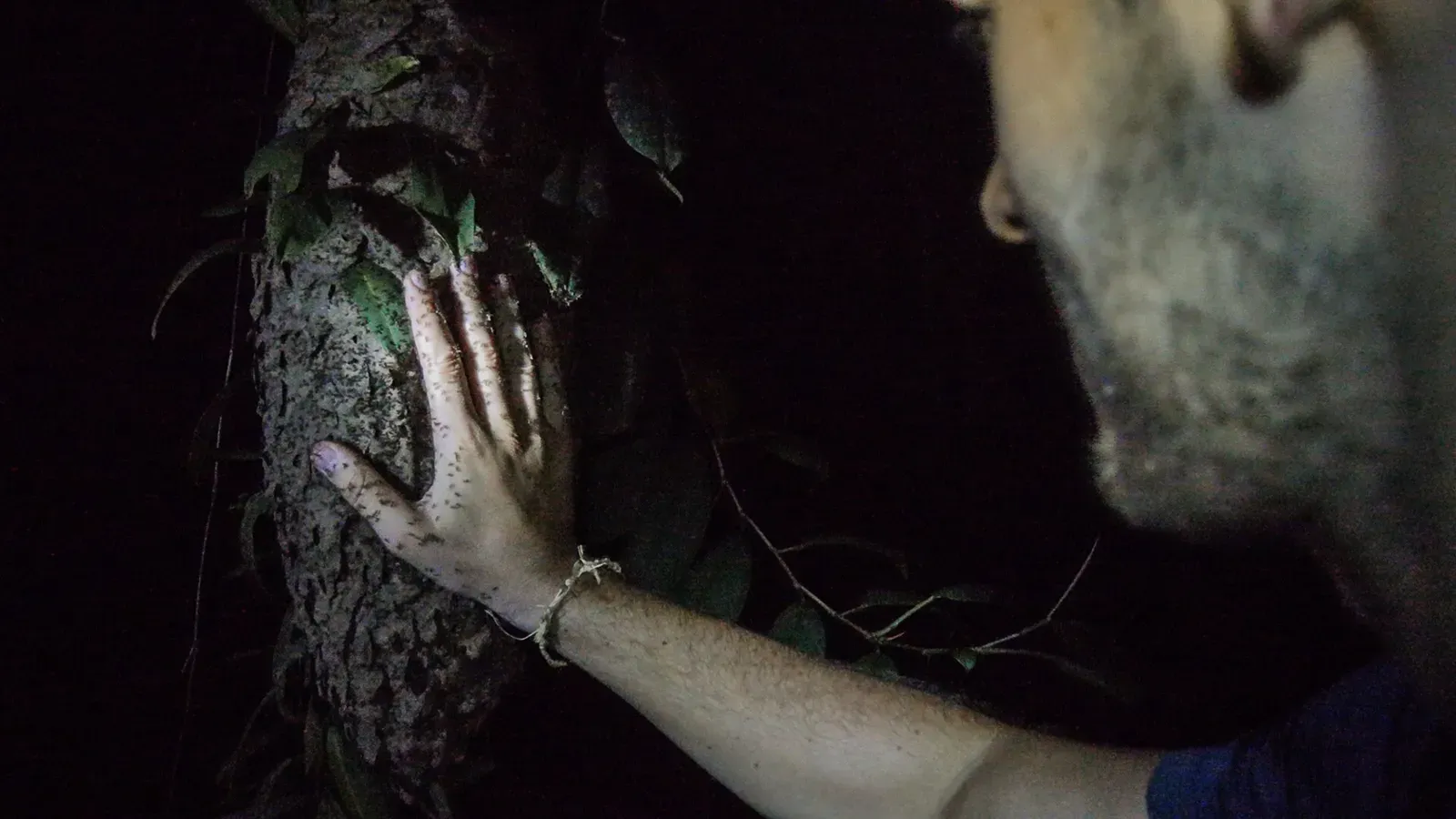 Once you kill all the ants on your hand, it's supposed to be a natural insect repellant
