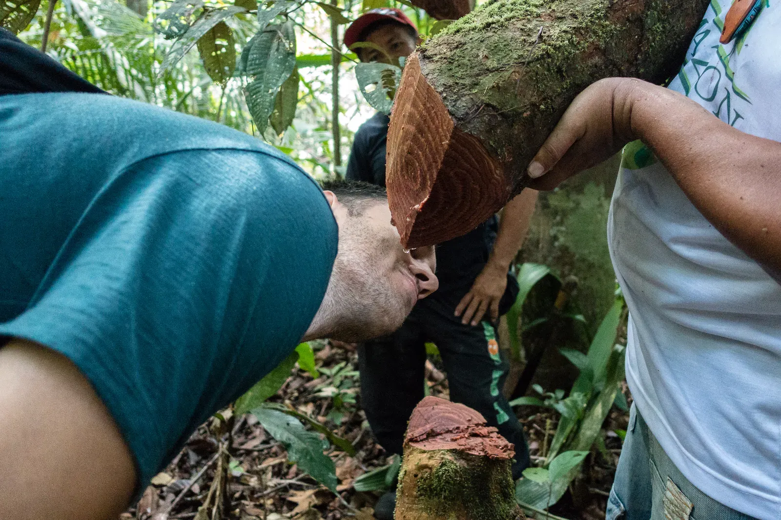 Drinking water from a tree