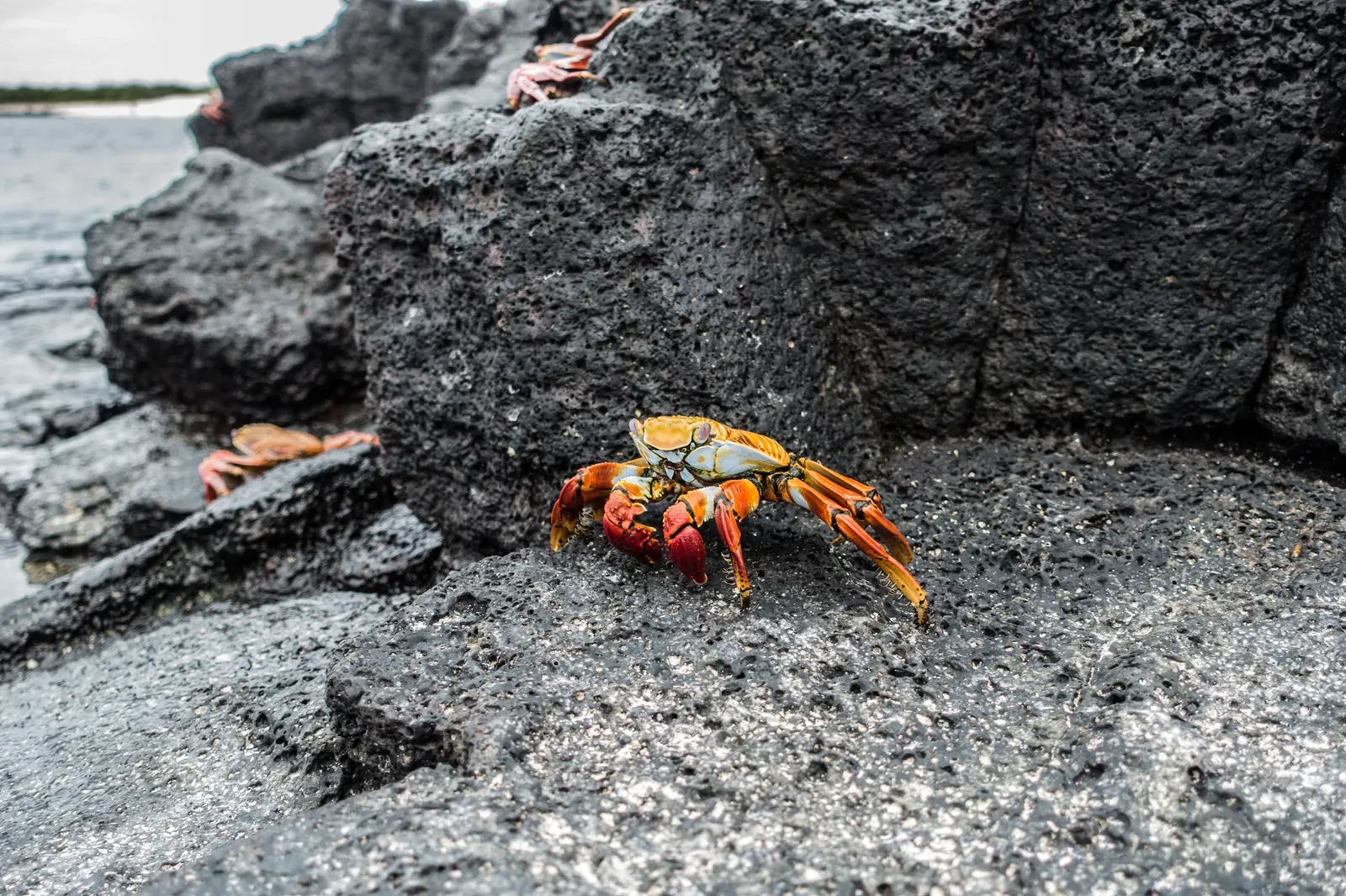 Red Rock Crab