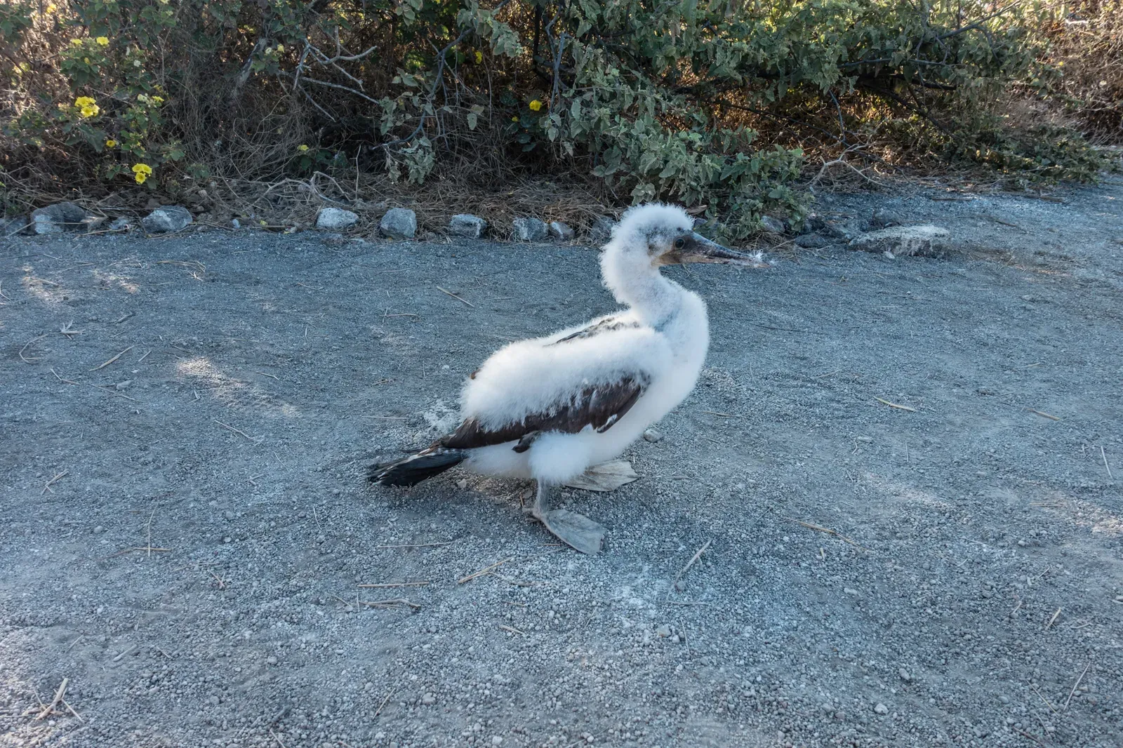 A young Nazca Booby