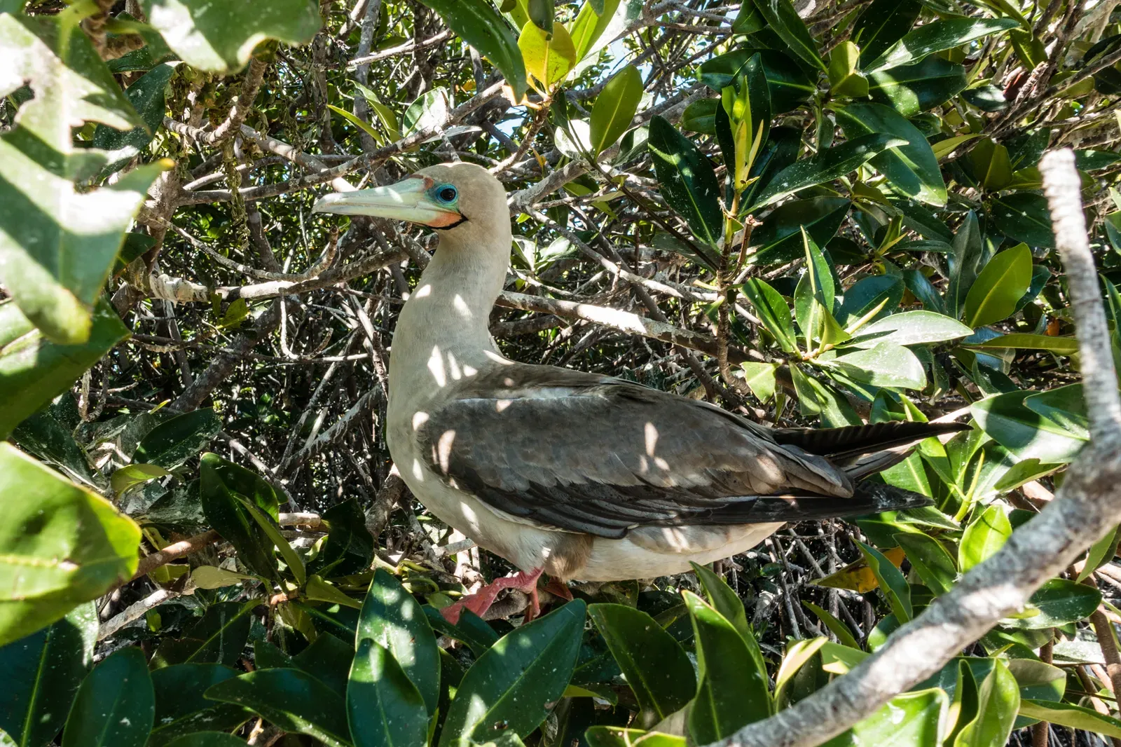 Red Footed Booby