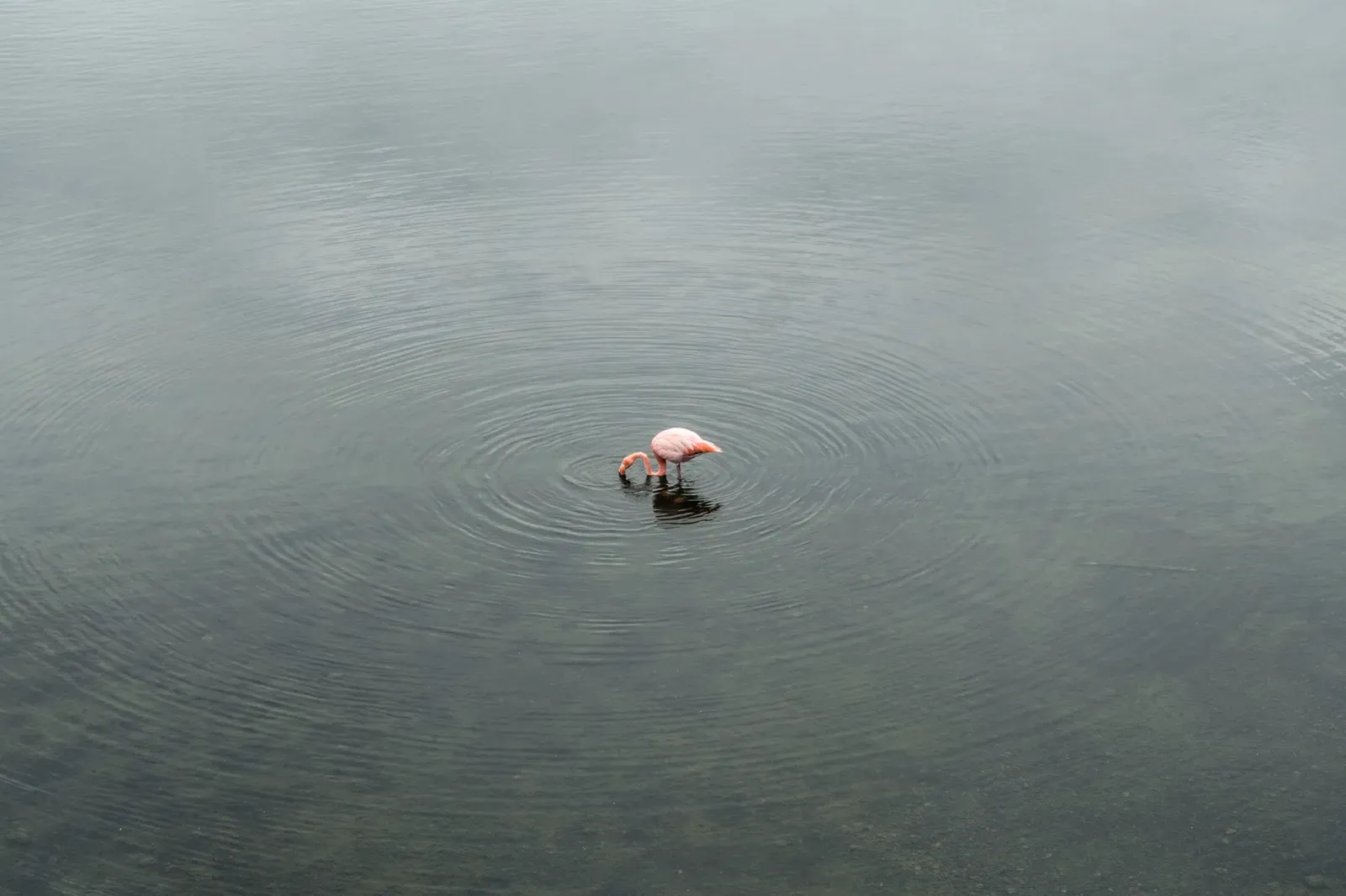 Pink Flamingo