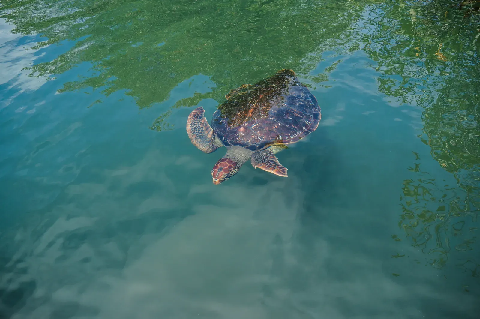Sea Turtle