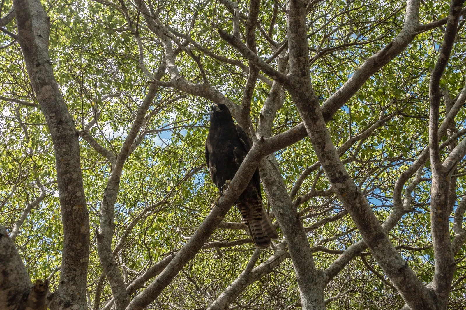 Galapagos Hawk