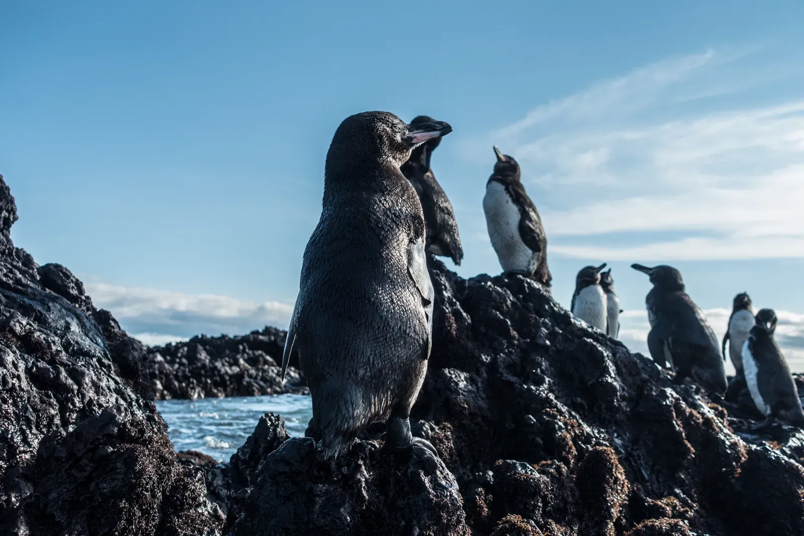 We found a bunch of penguins enjoying the Sun one morning