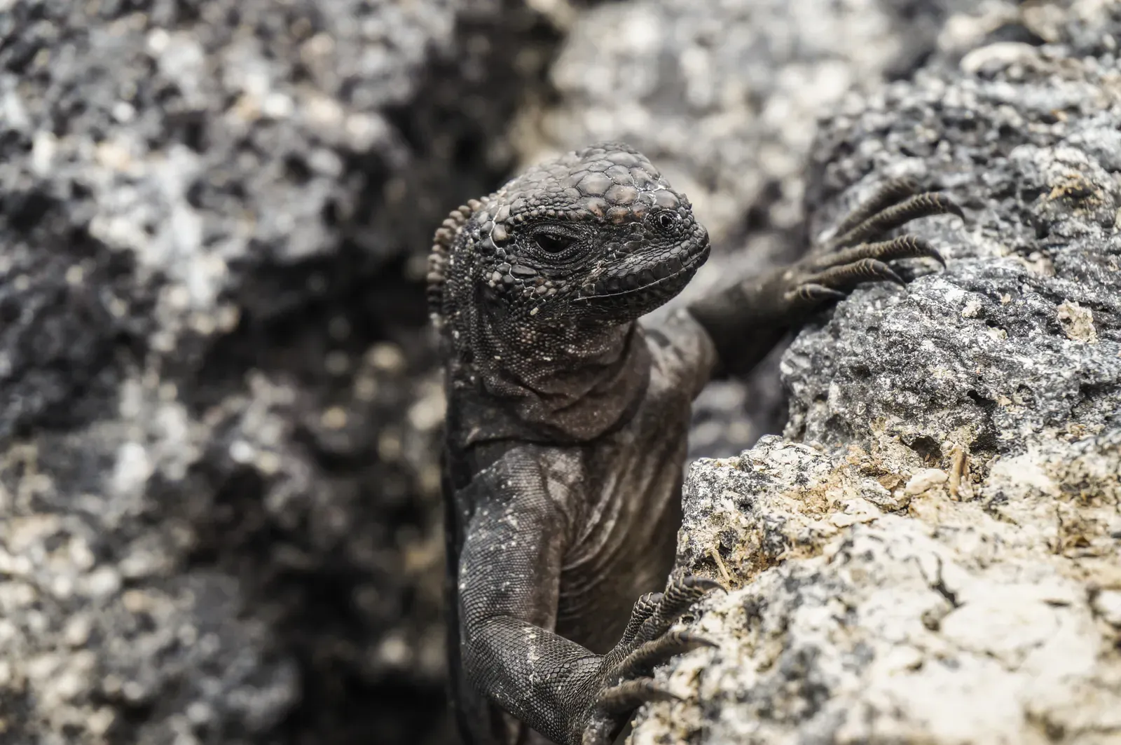 A baby Marine Iguana