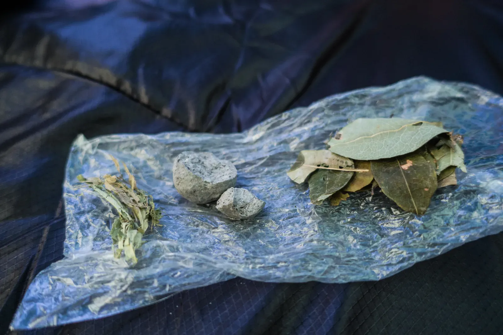 Stevia, Lipica and Coca Leaves