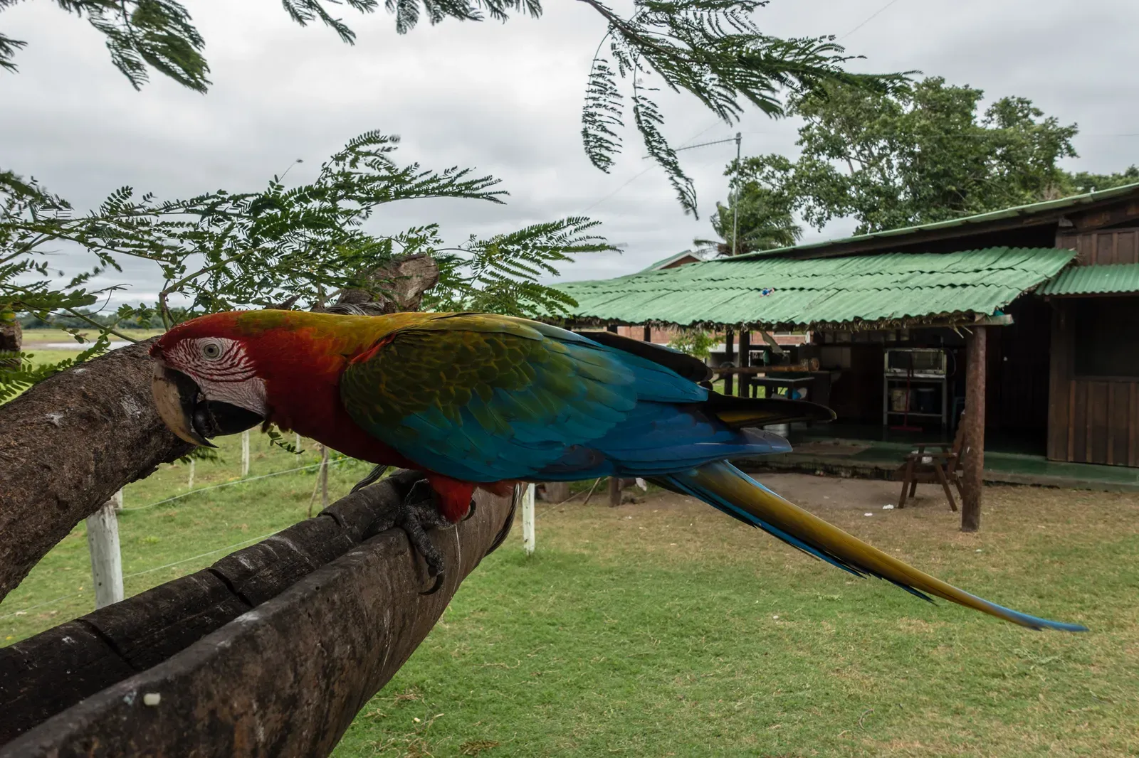 Red and Green Macaw at the farm