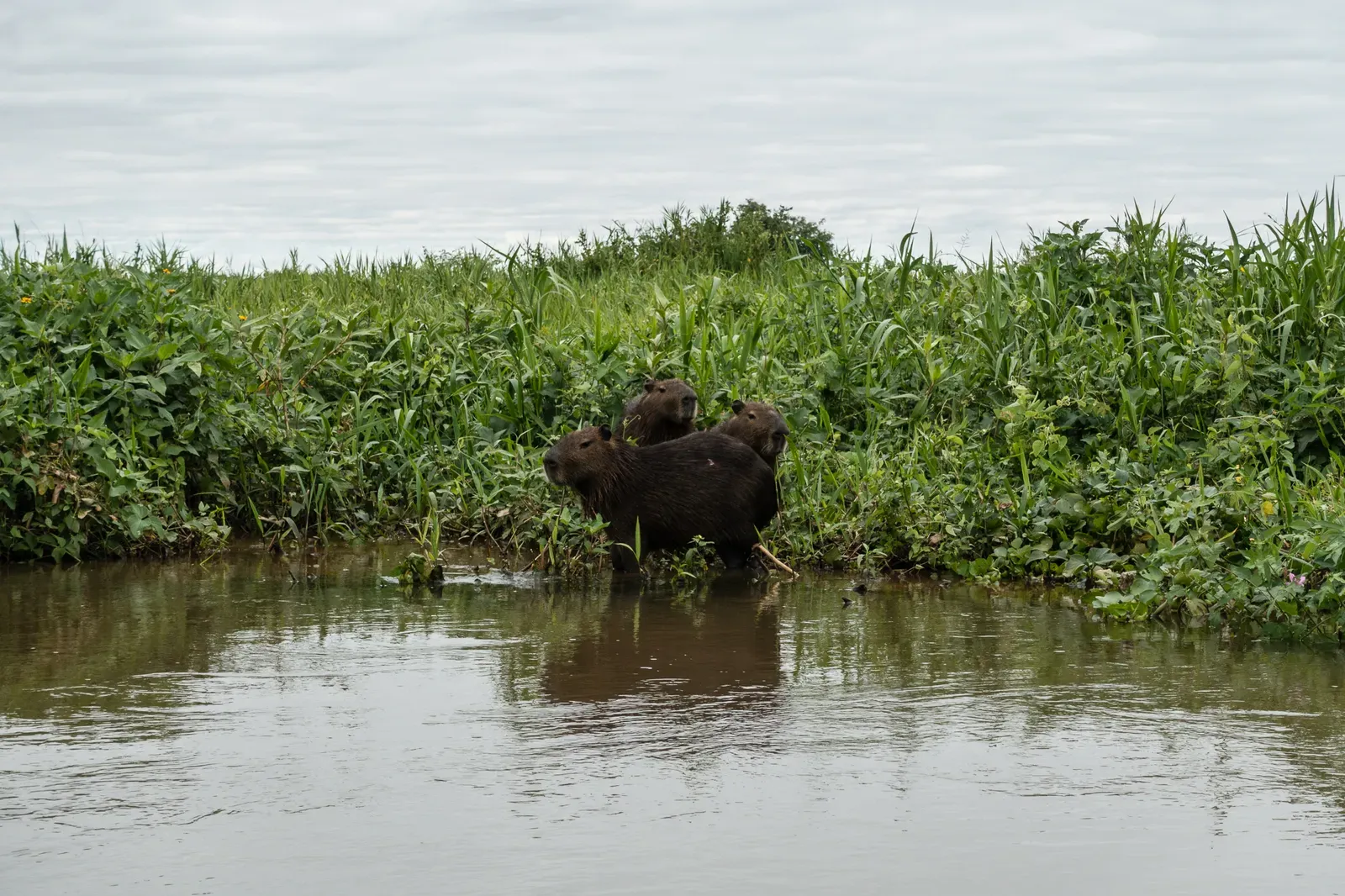 A few Capybaras
