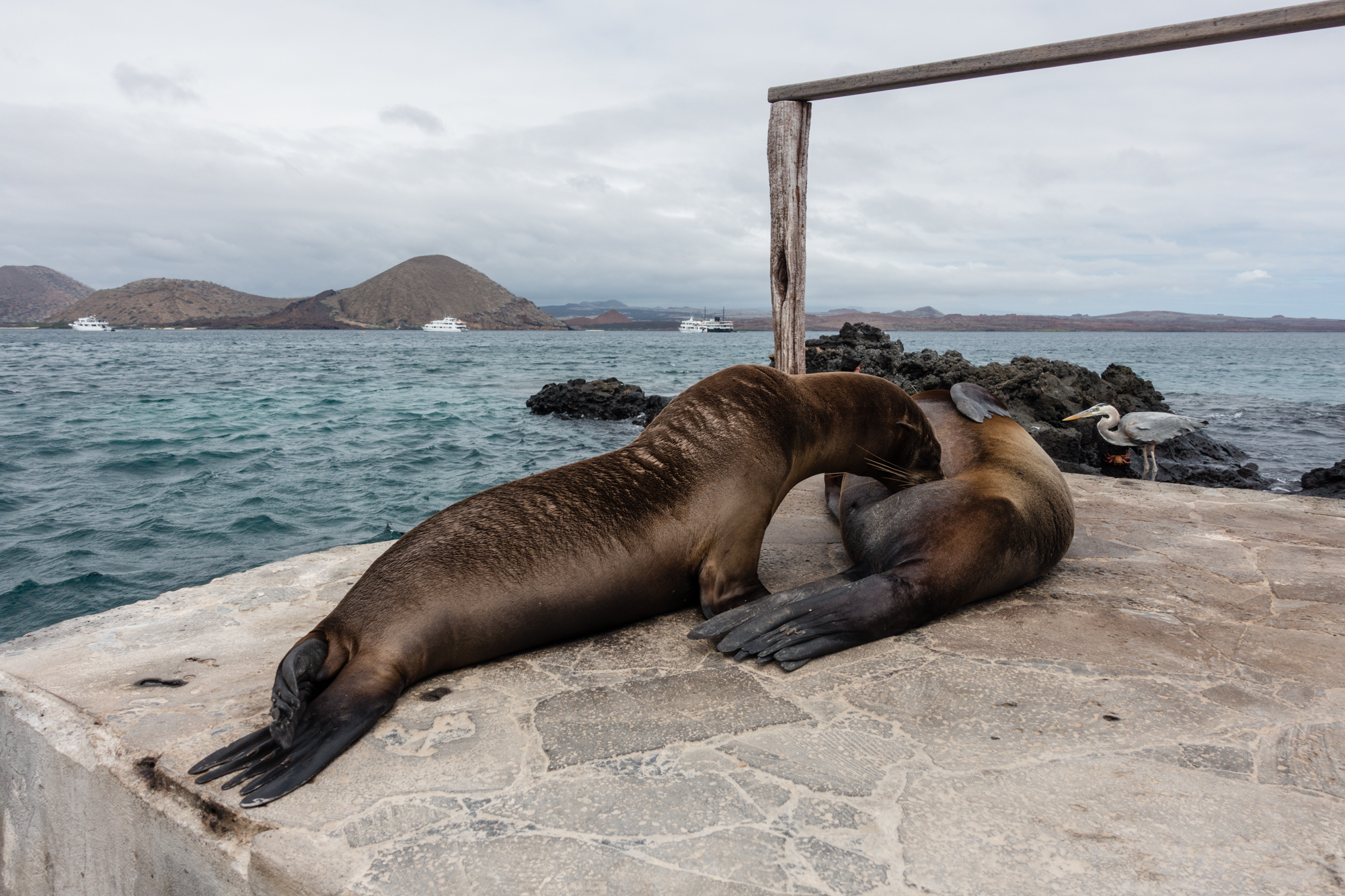 A baby Sea Lion feeding