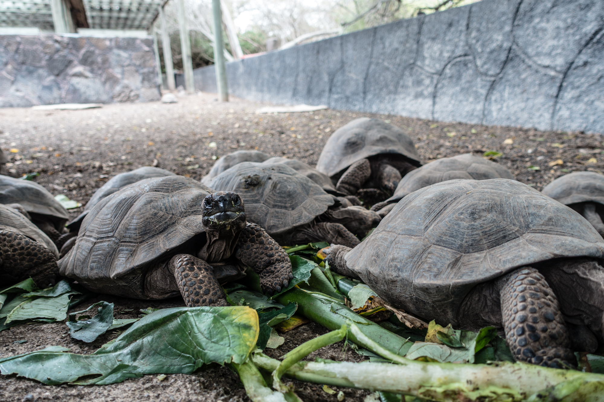 Turtles at the breeding centre having a feed