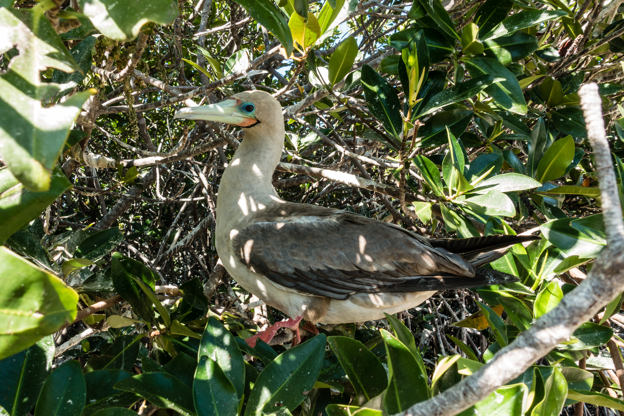 Red Footed Booby