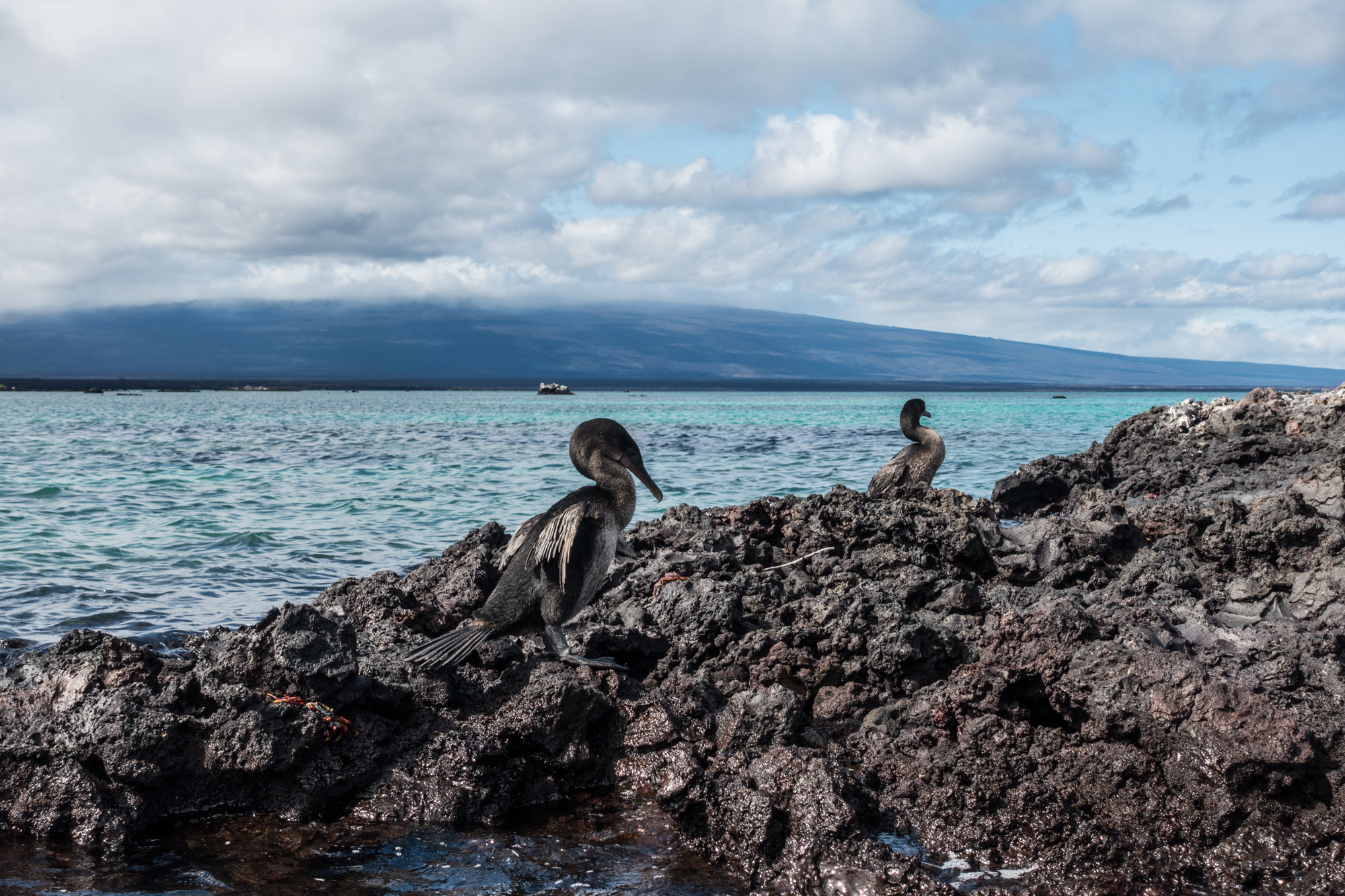 A Flightless Cormorant