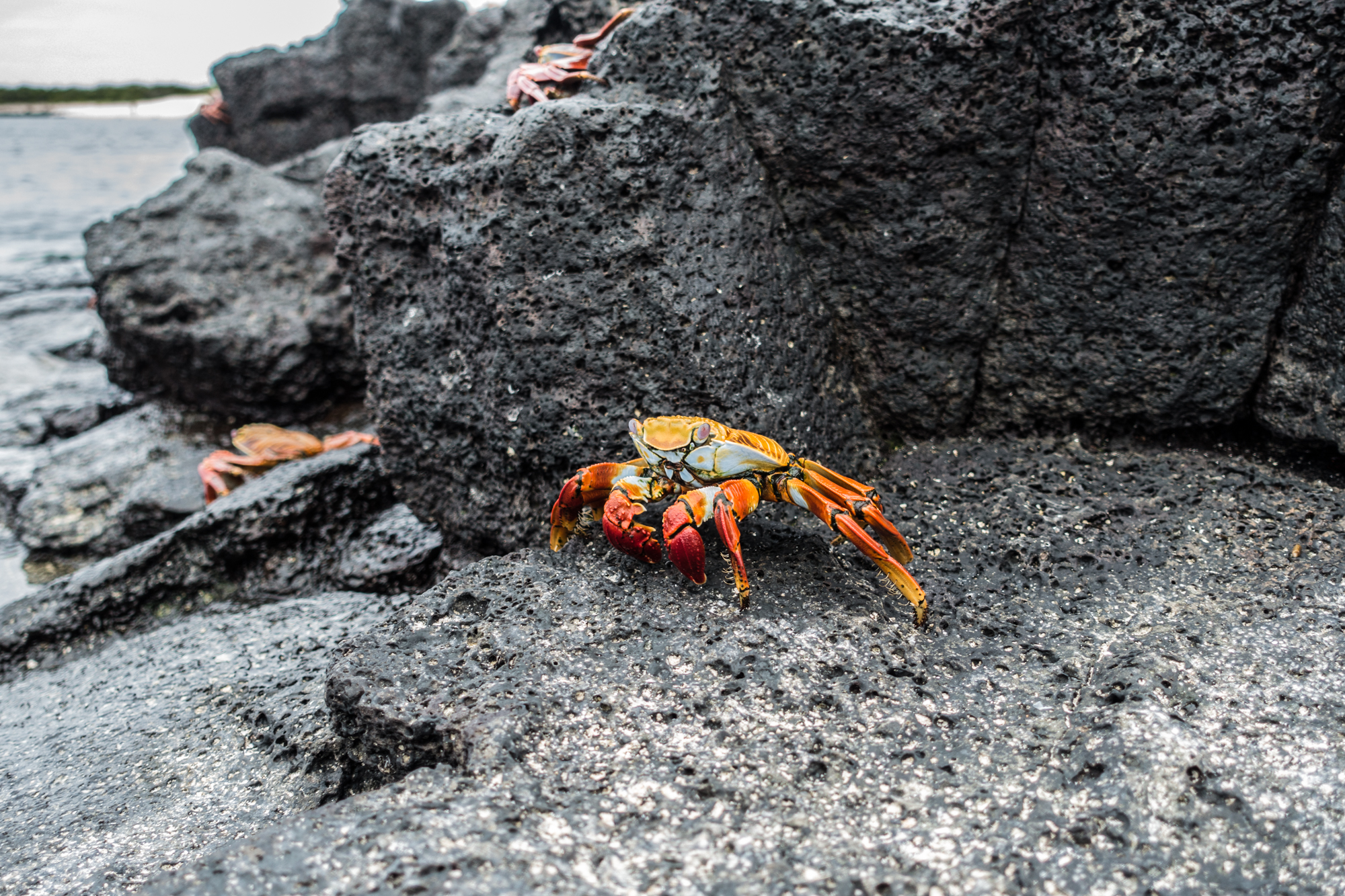 Red Rock Crab