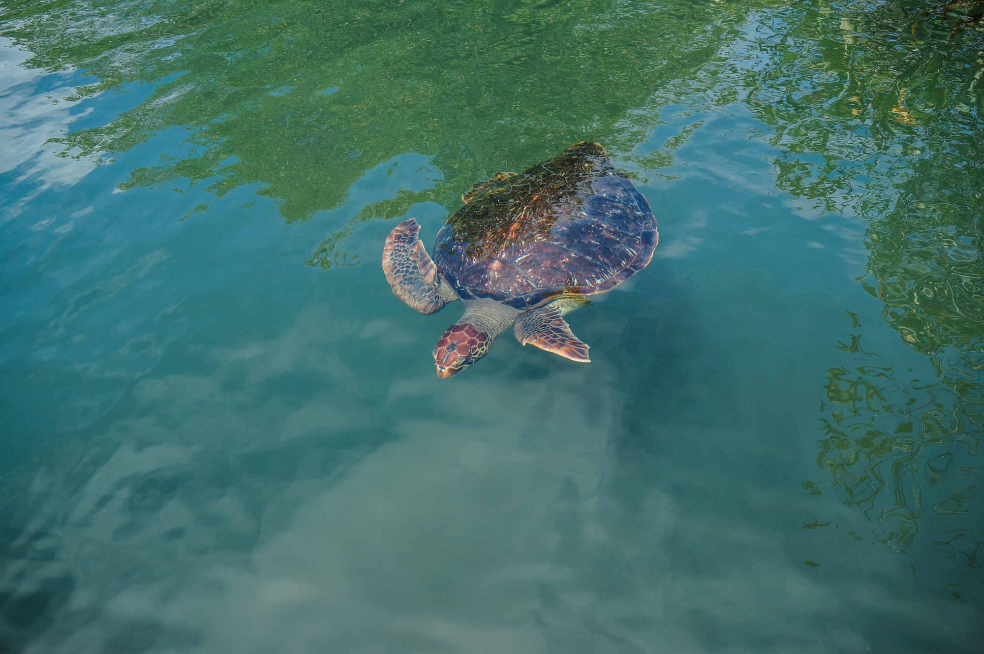 Sea Turtle
