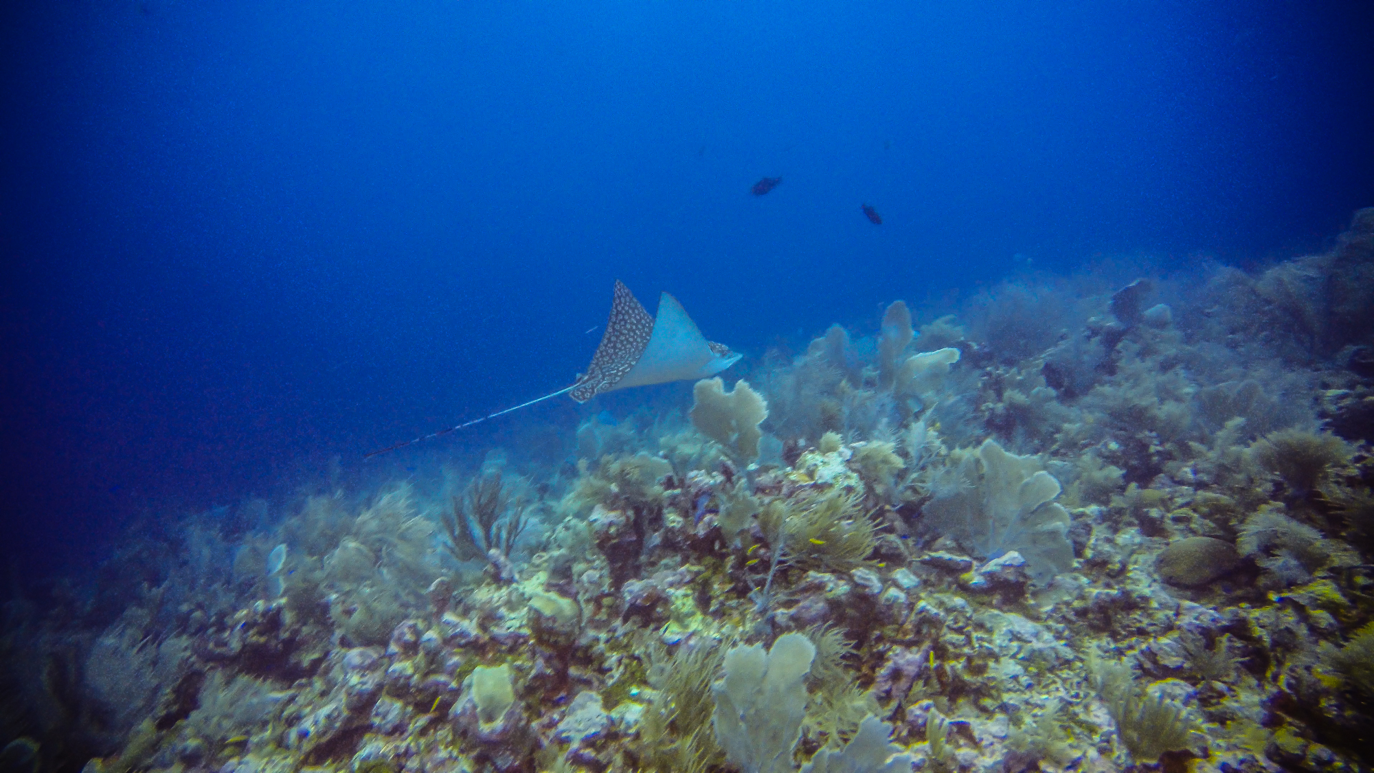Eagle Ray