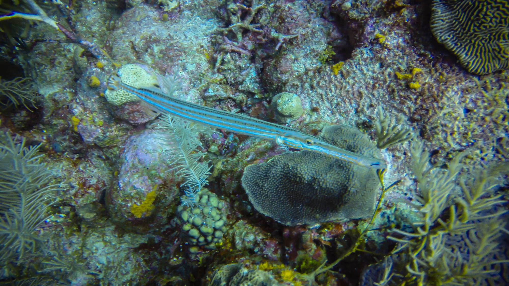 Trumpet Fish
